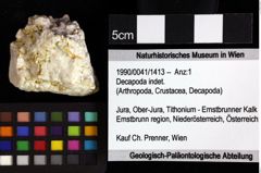 Foto (Objket + Etiketten) von Distefania sp. 